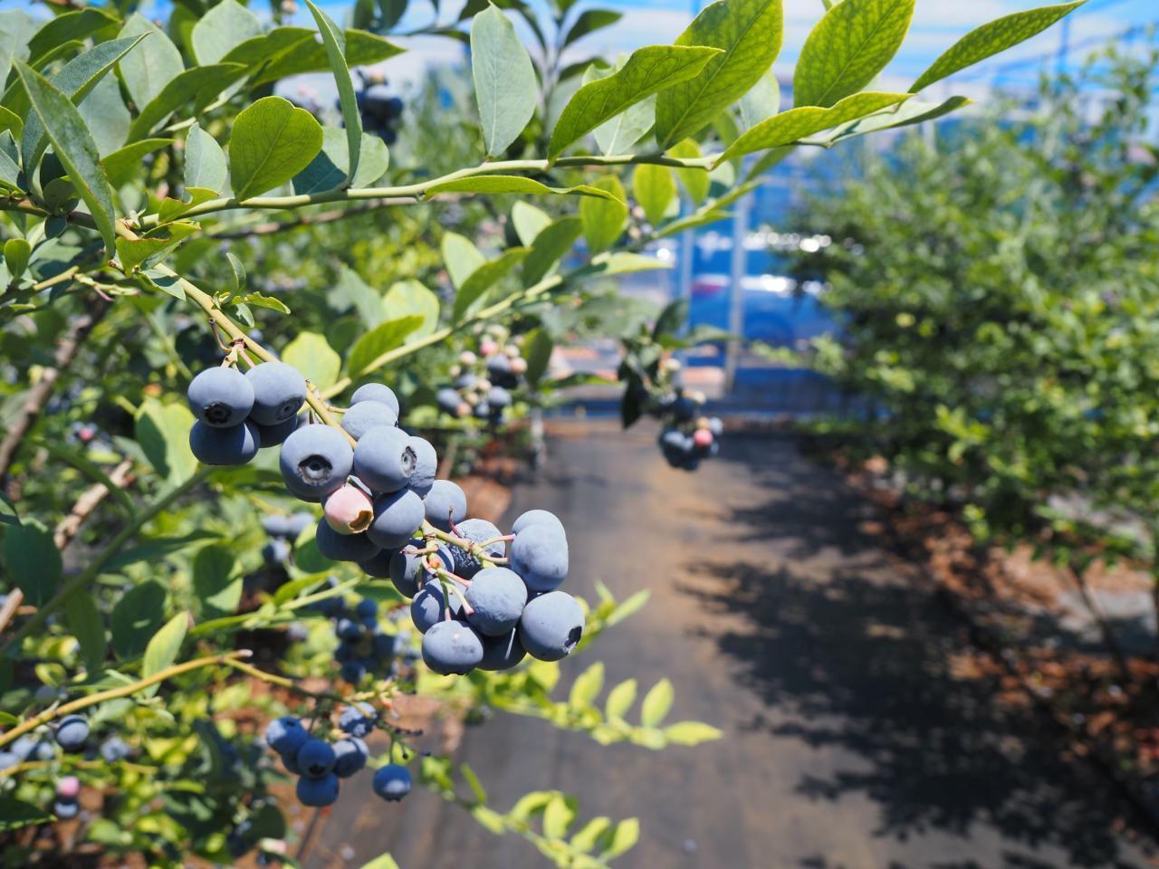 練馬区産ブルーベリー　高橋ベリーガーデン