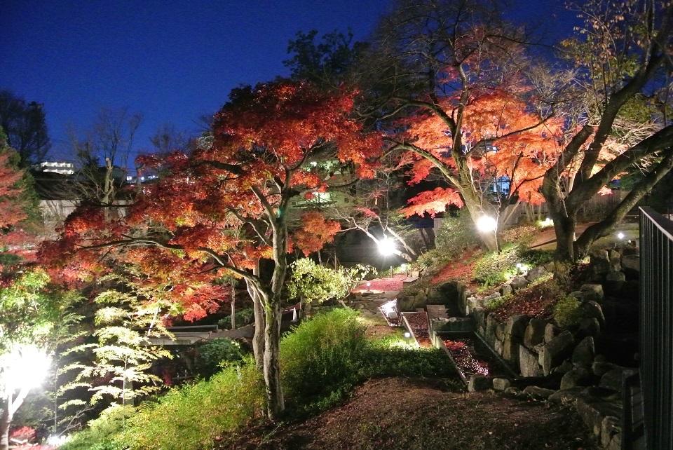 向山庭園　紅葉のライトアップ