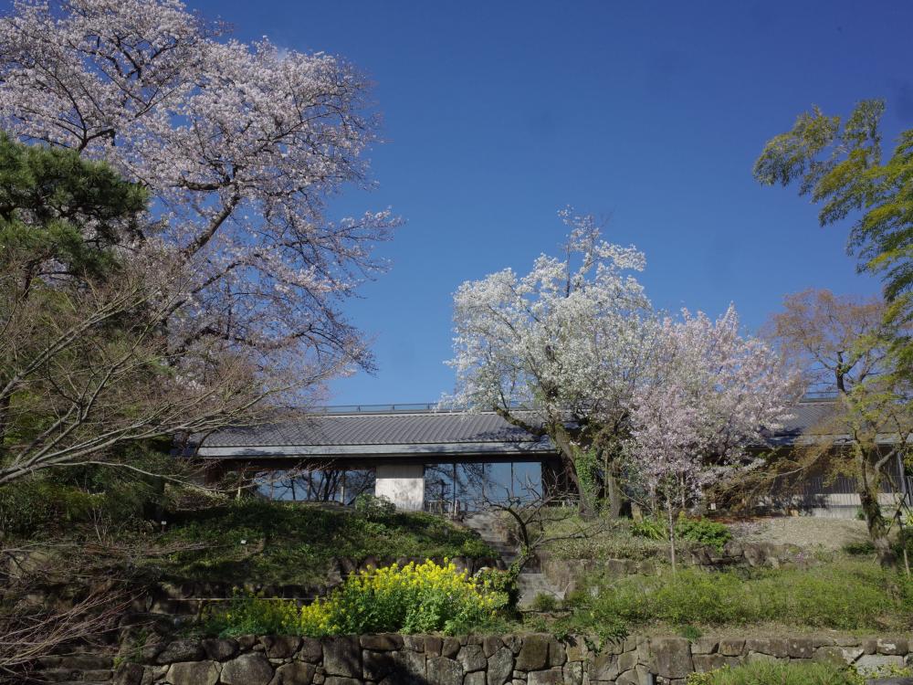 向山庭園観桜会 画像