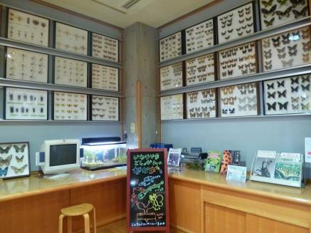 稲荷山図書館　昆虫コーナー 画像