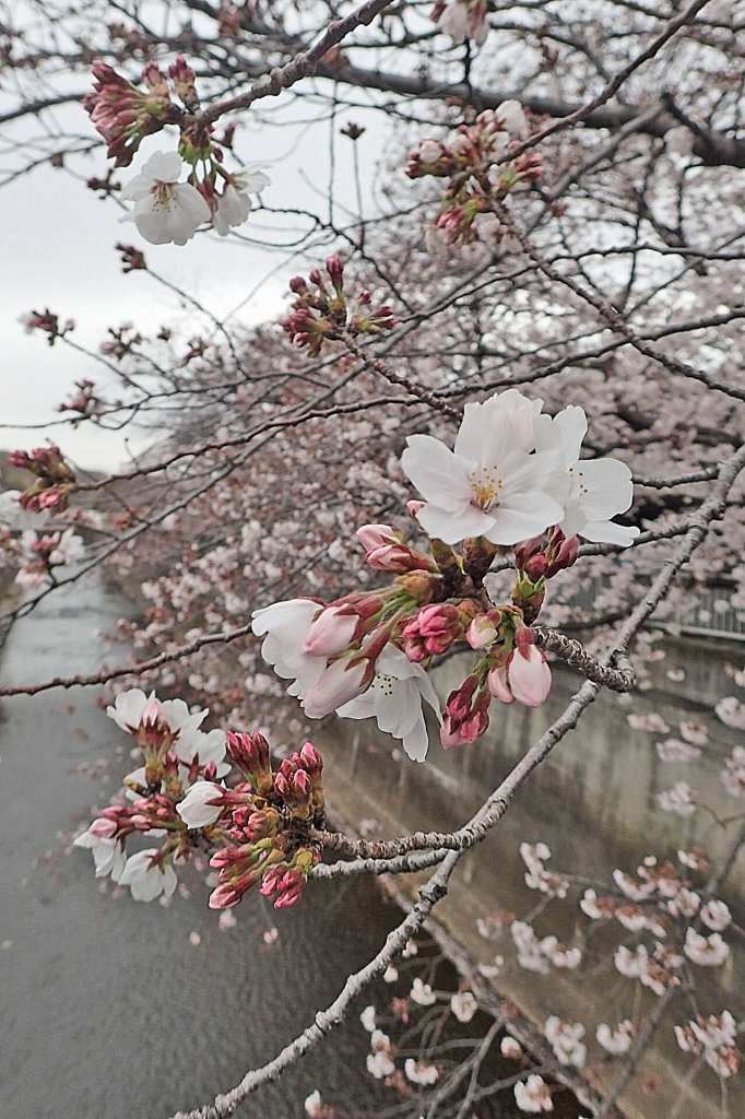 羽根木橋からの桜花です 画像