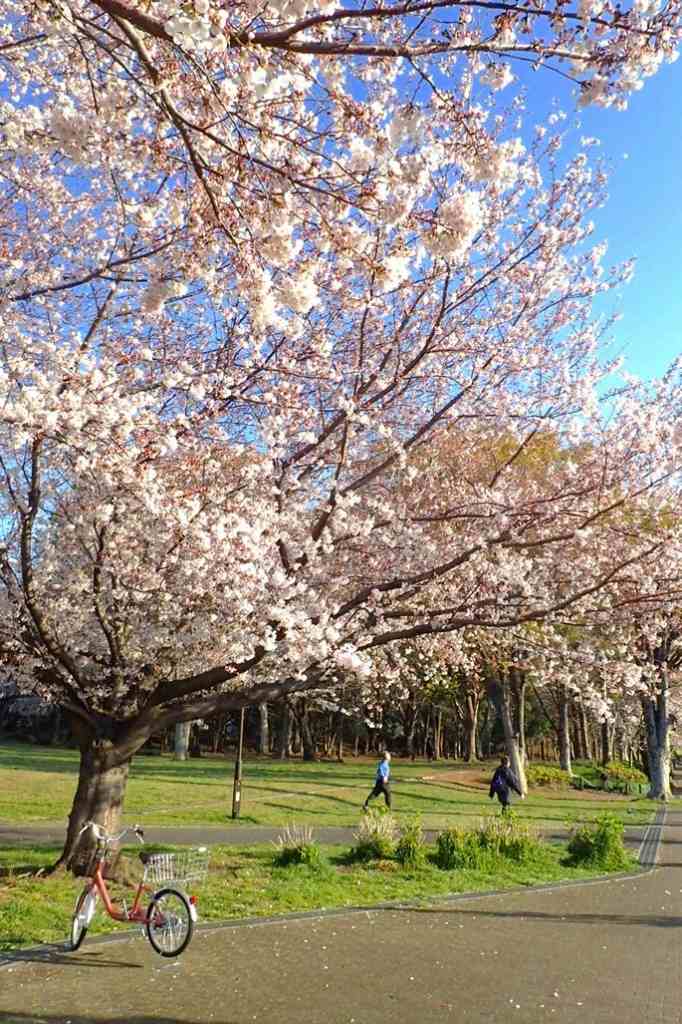 城北公園の桜 画像