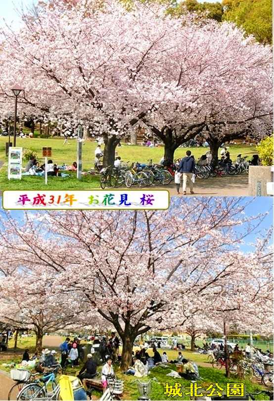 平成31年　お花見　桜　平和 画像