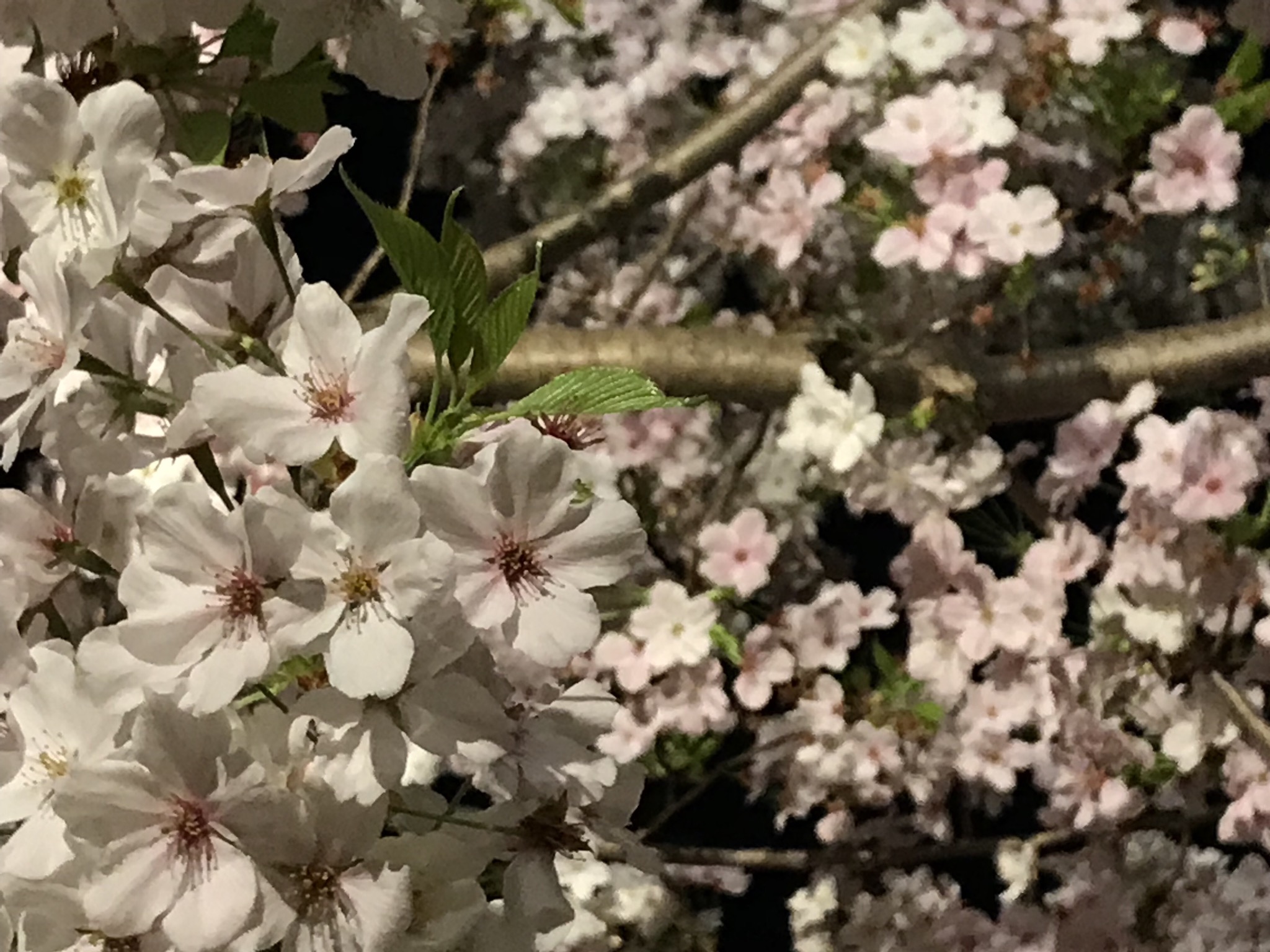 向山庭園の桜ライトアップ