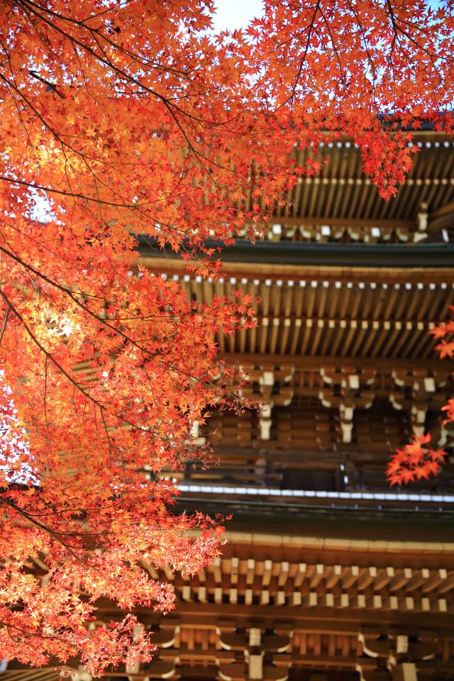 道成寺の紅葉 画像