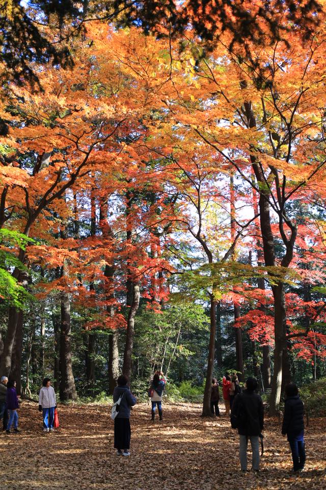 石神井公園 野鳥誘致林の紅葉