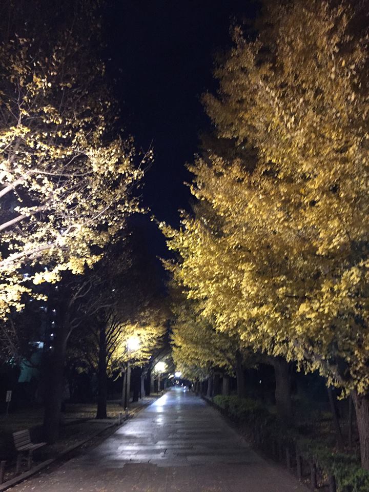 光が丘銀杏通りの夜景です。