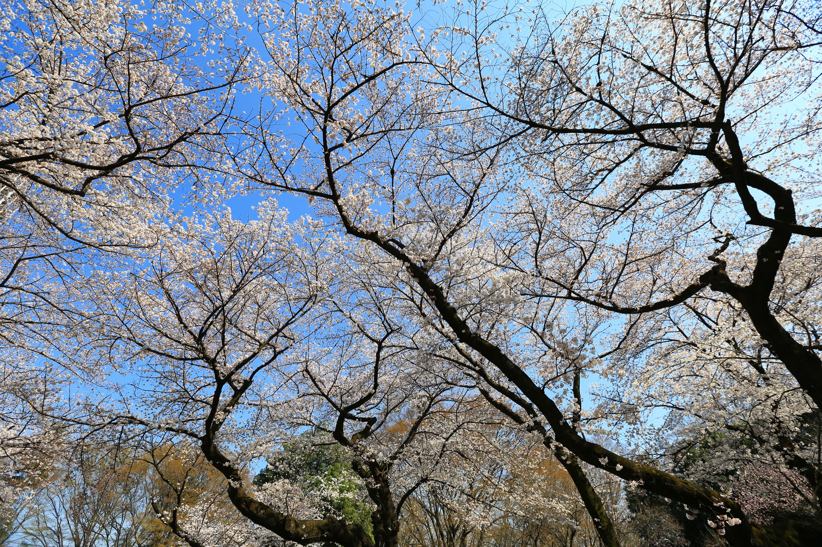 石神井公園のサクラ 画像