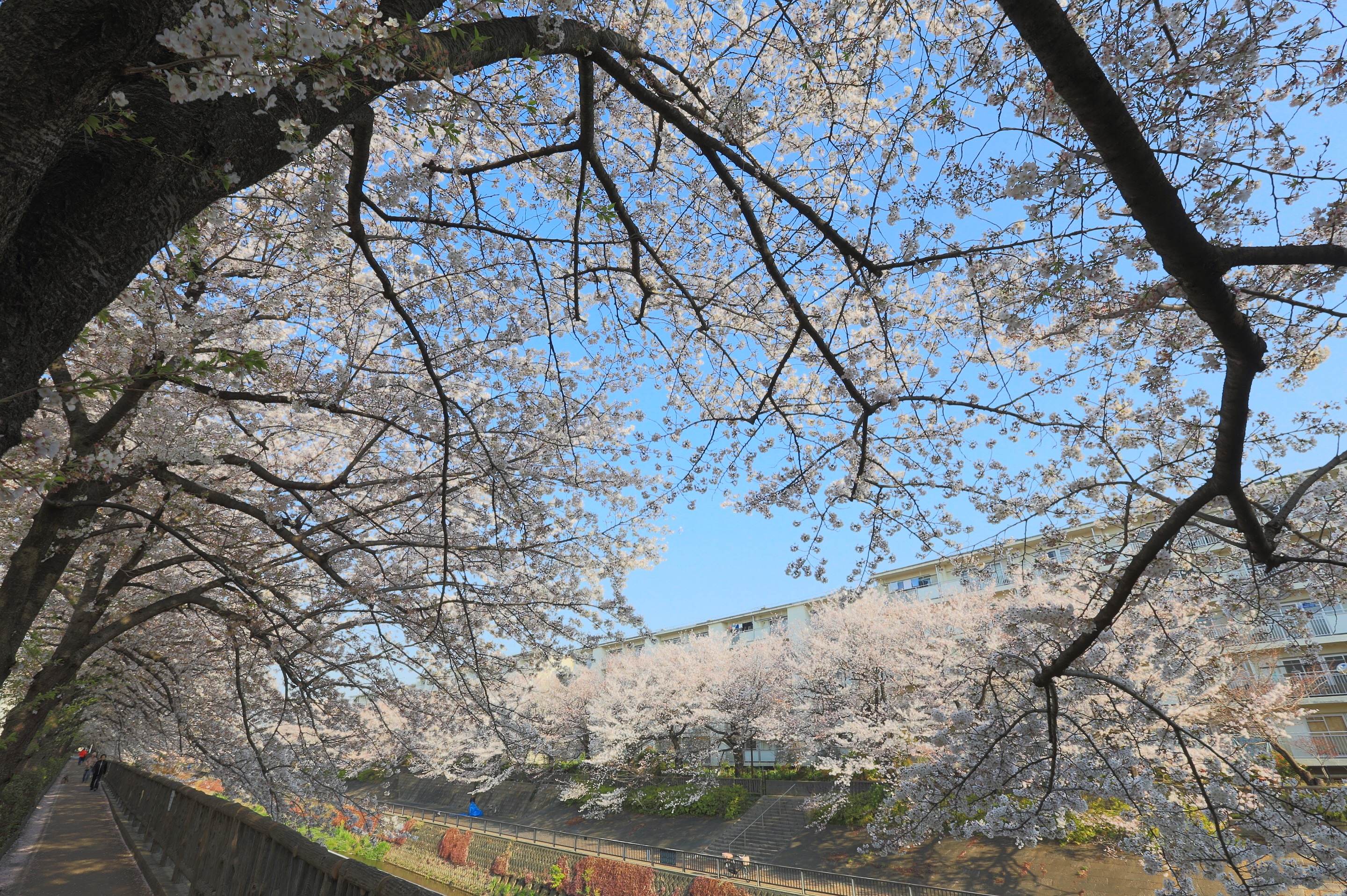 桜のトンネル 画像