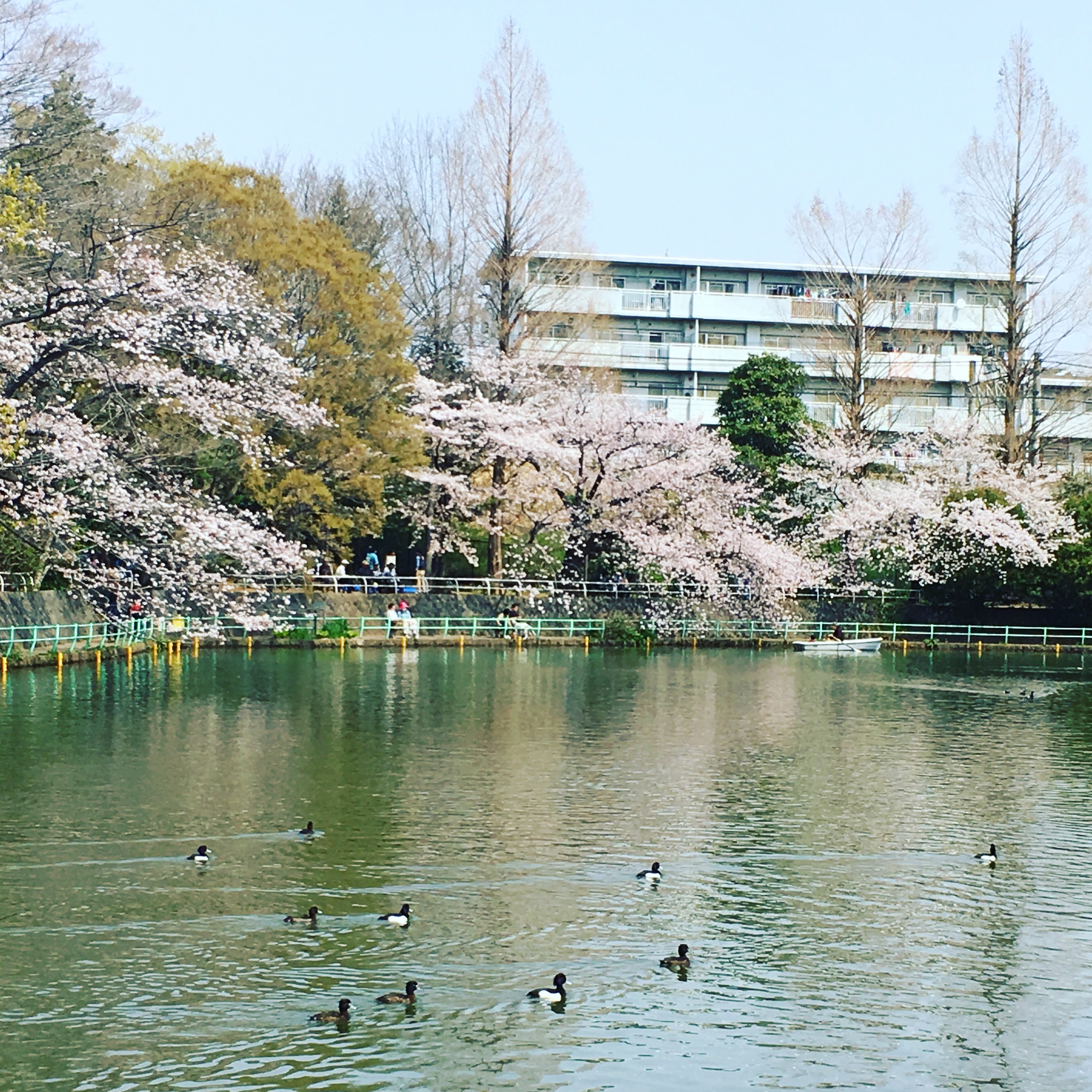 武蔵関公園の桜満開！ 画像