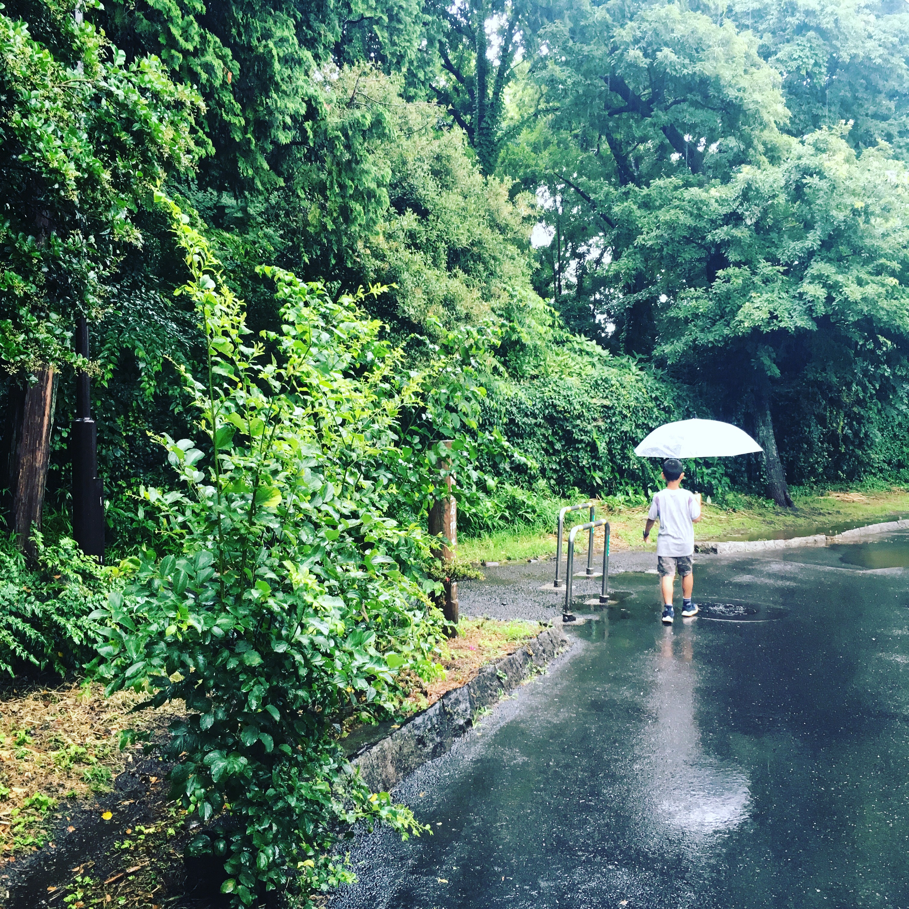 梅雨の石神井公園