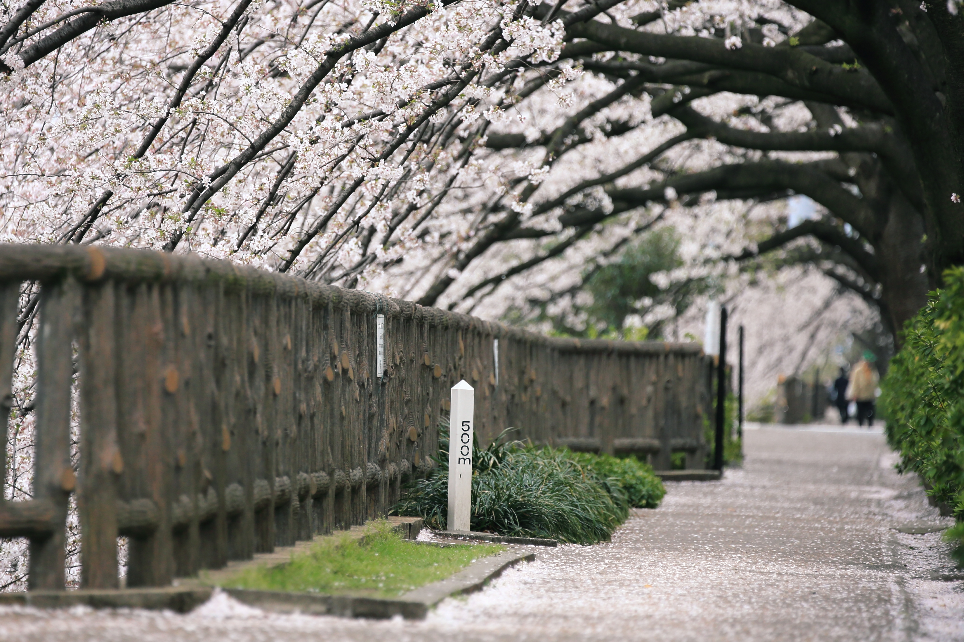 南田中の桜並木 画像