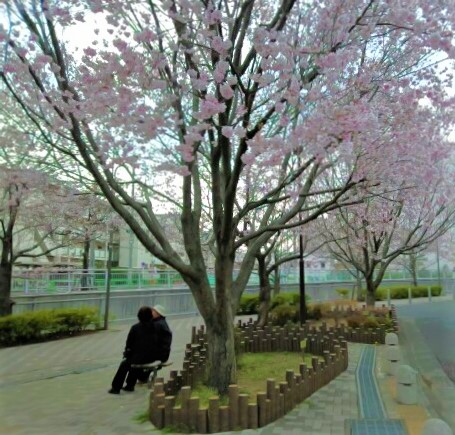 桜咲く 画像