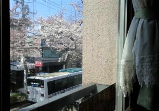 お花見喫茶　桜並樹 画像
