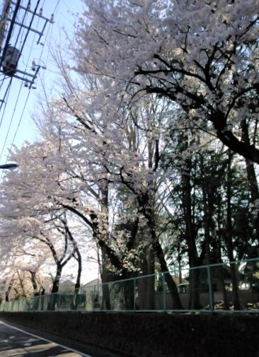 桜咲く 画像