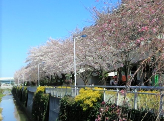 桜の季節 画像