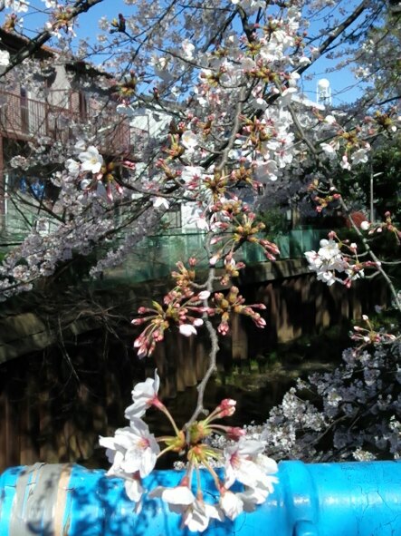桜の季節 画像