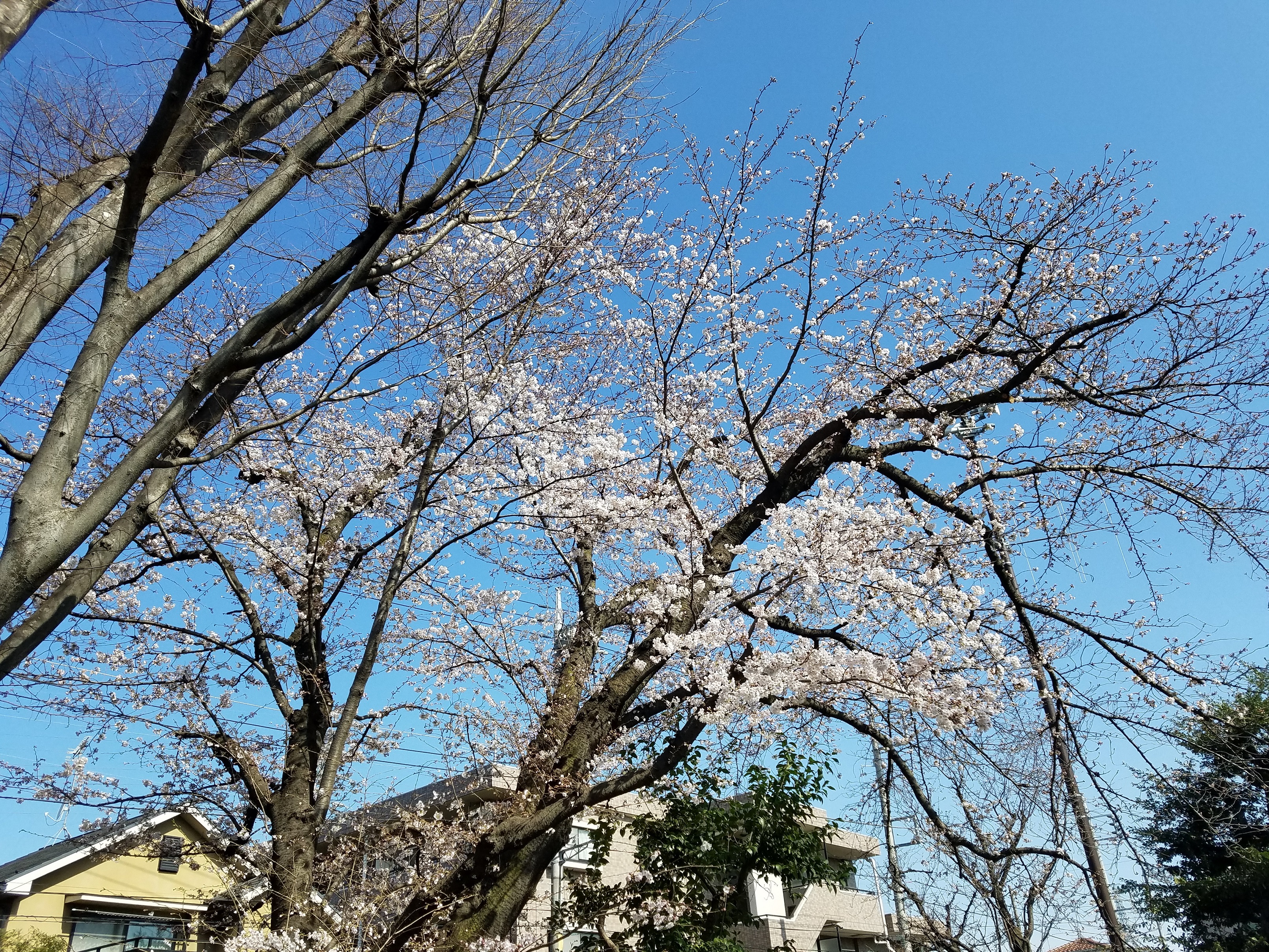 大泉井頭公園の桜 画像