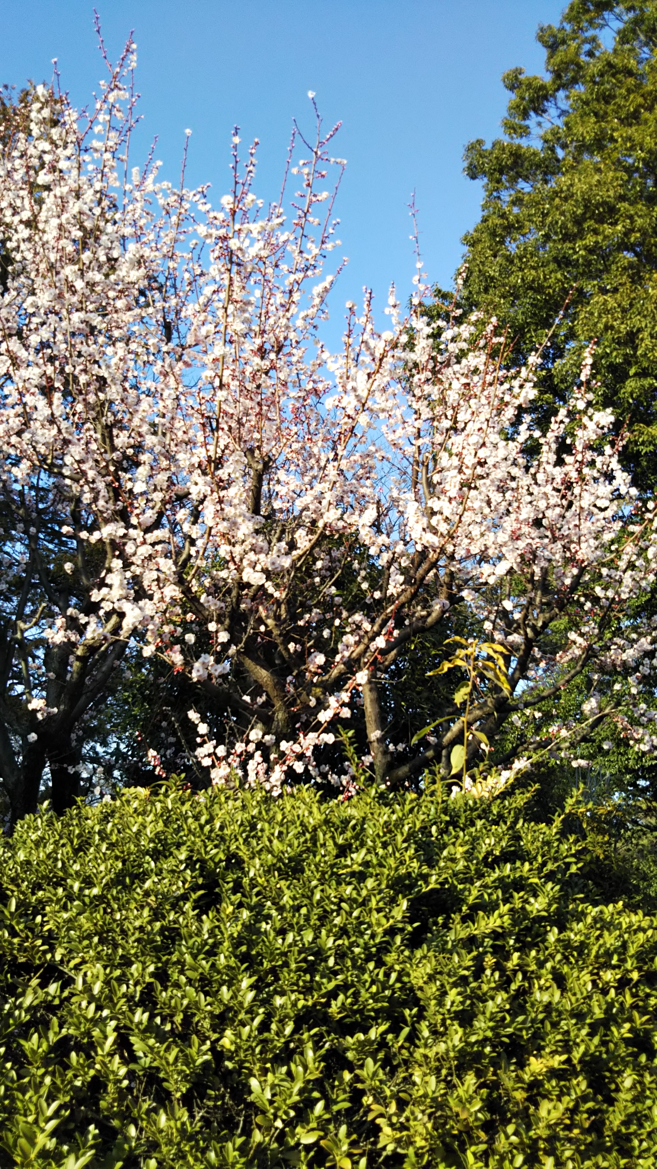 武蔵関公園の梅