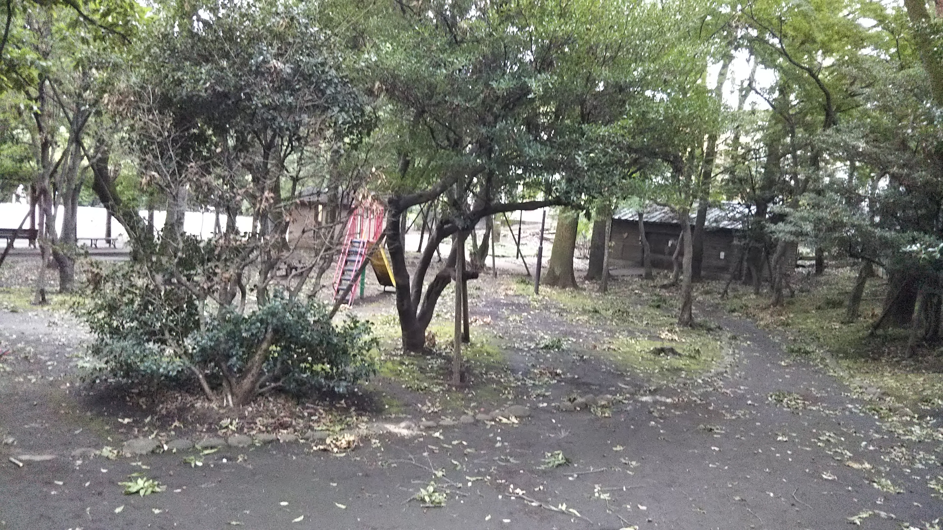台風一過の武蔵関公園 画像
