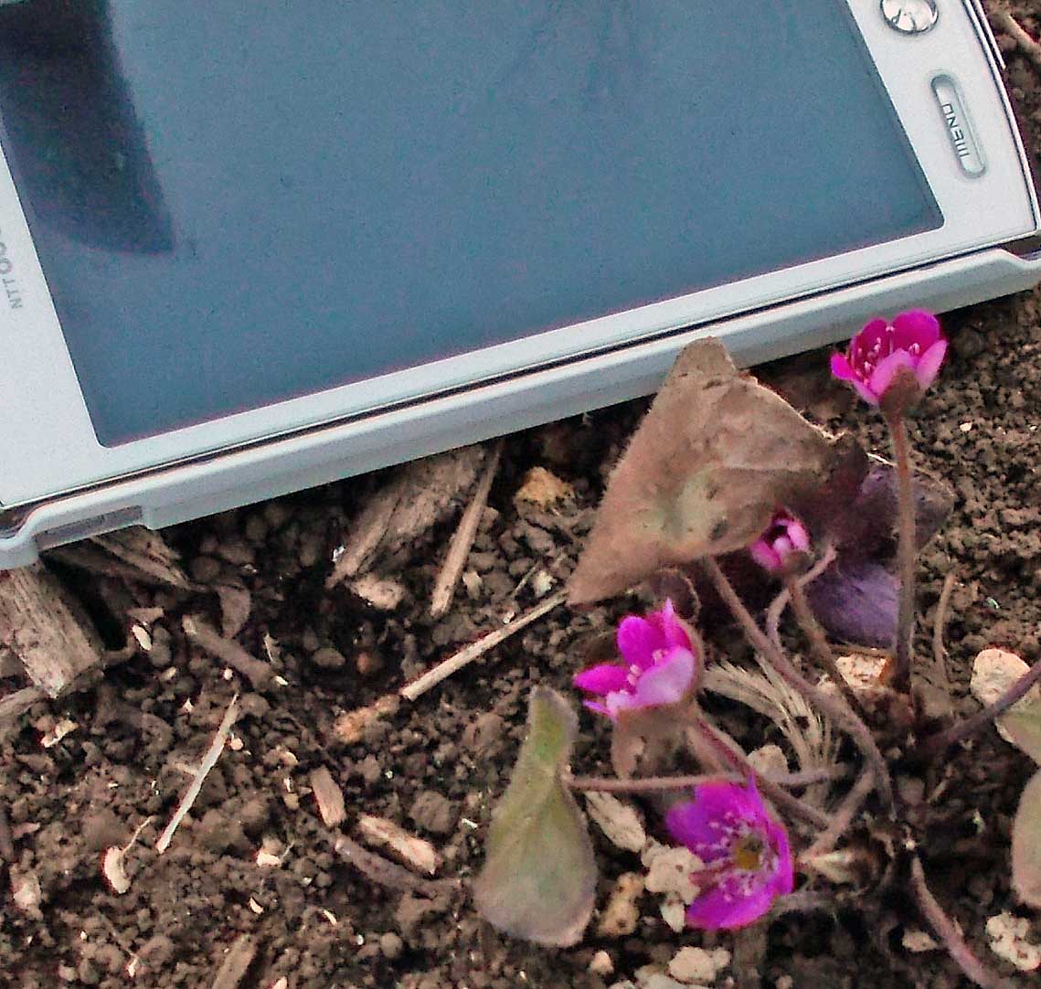 石神井公園で、”セツブンソウ” や ”ミスミソウ” とか ”蕗の薹” が咲いています。 画像