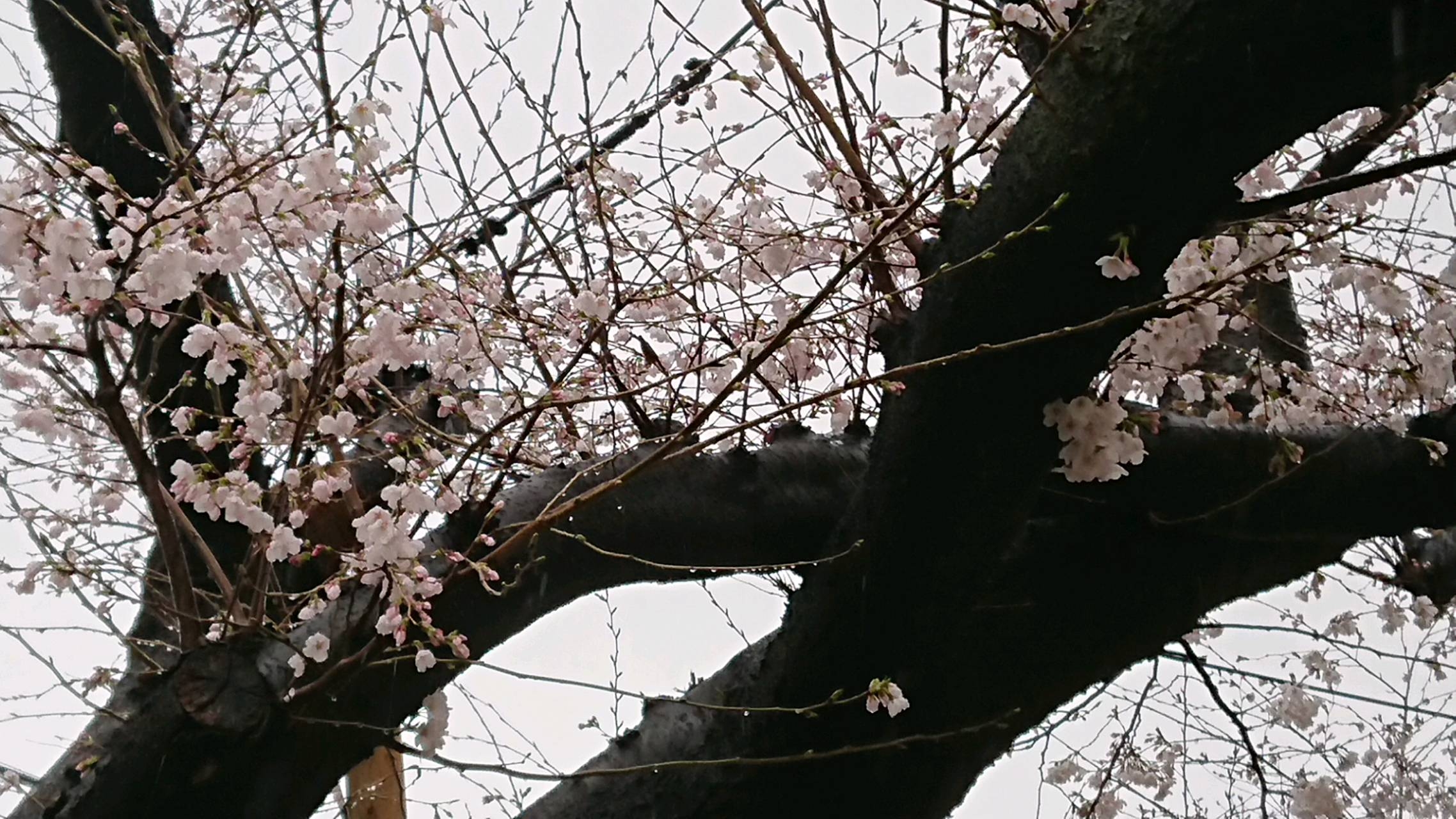 千川通りの桜開花状況 画像