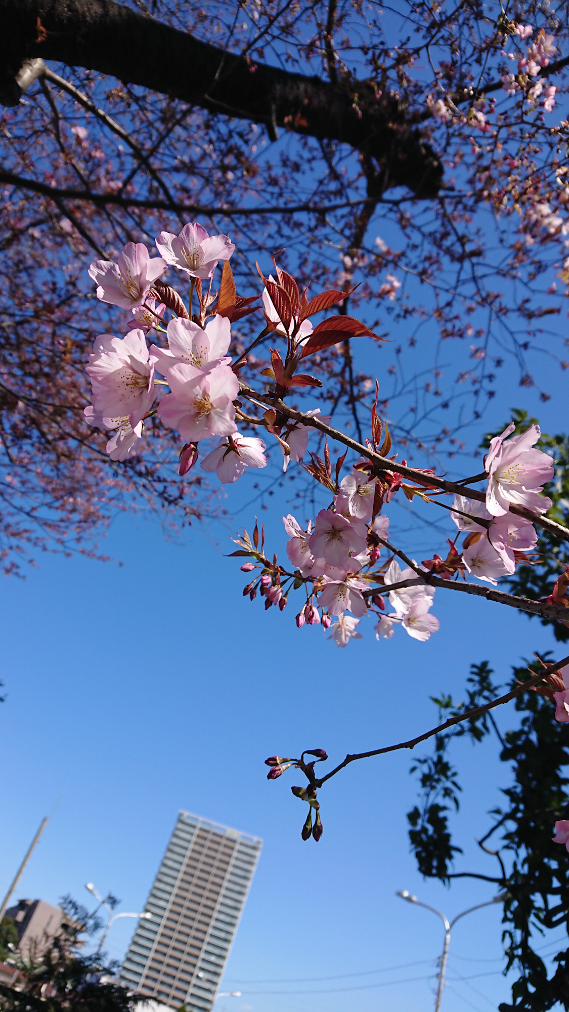 牧野記念庭園の桜 画像